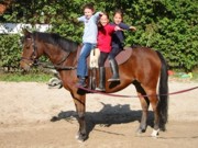 Das gespendete Pferd Dux.